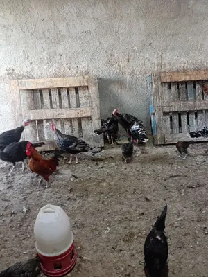 حبش بلدي اسود عمر سبع شهور ذكور وانثاني