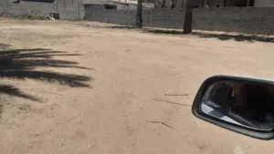 نخل بكراري مش مذكر للبيع