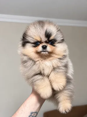 Pomeranian in istanbul turkey