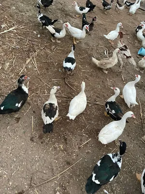 بط عماني إناث فقط