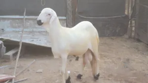 كبش سوداني سواكني بيور حلال نادر اللون الأبيض المميز محجل باسود باسنان اللبن كبش حار العمر 7 شهور
