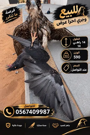 وجري حرار فول مايتفوت الي يبغيه يغتنم الفرصه
