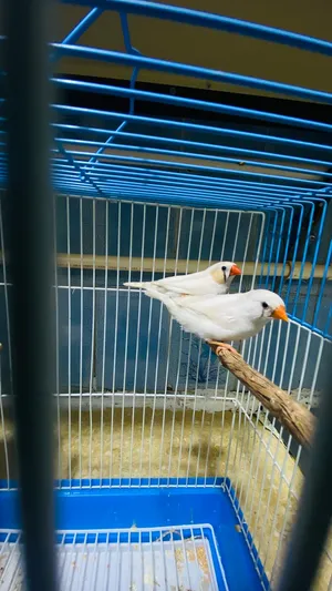 سلام عليكم أخوكم عبدالرحمن عندي زوج زيبره للبيع