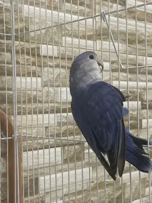 طير حب او روز