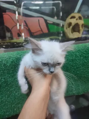 last Himalayan Persian female 60 day for sale