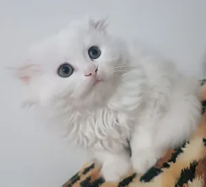 scottish fold long hair dişi Göz rengi: ela
