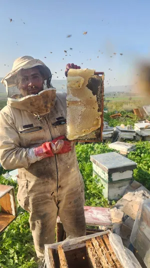 عسل نحل بلدي مكفول عجلوني ................. ط................... ...... ...........