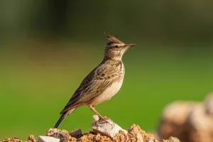 طائر القبره او ( العلعال )
