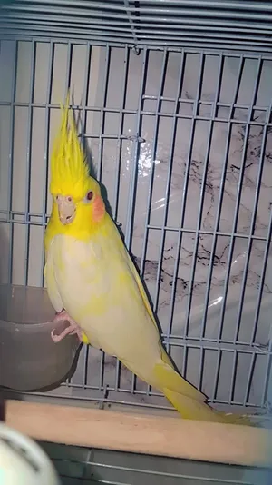 tame male cocktail!