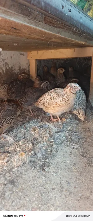 فر للبيع