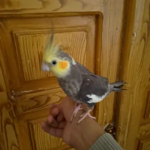مربى الايد