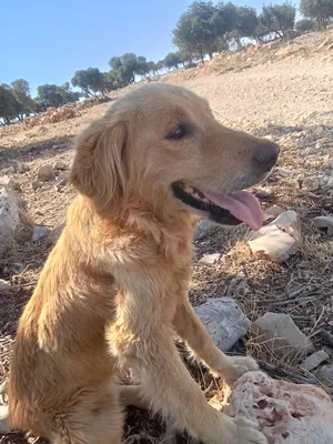 جولدن ريتريفر