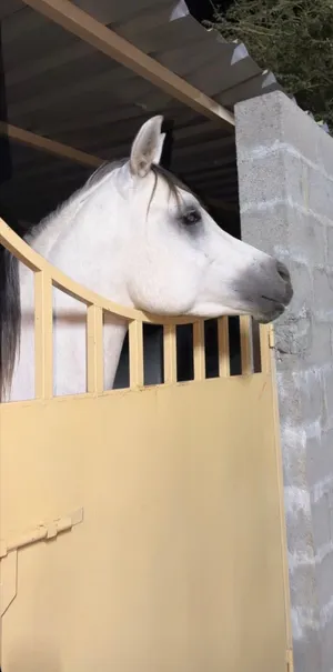الخيل ماعنده جواز