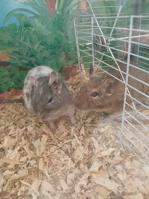 زوج قارض الديغو للبيع pair of degu for sale