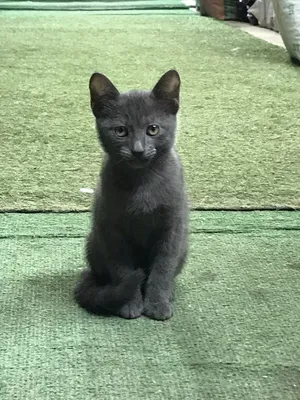 Russian blue kitty  توم القطه الزرقاء الروسي عمرها شهرين متعوده عاللتر بوكس وجاهزه لبيتها الجديد