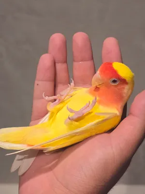 Friendly love bird for sale