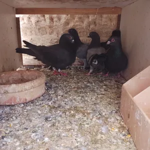 جوزين حمام بلدي جوز منهن مع فرخ زائد فحل باكستاني للبيع