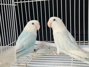 blue and white lovebird breeding pair