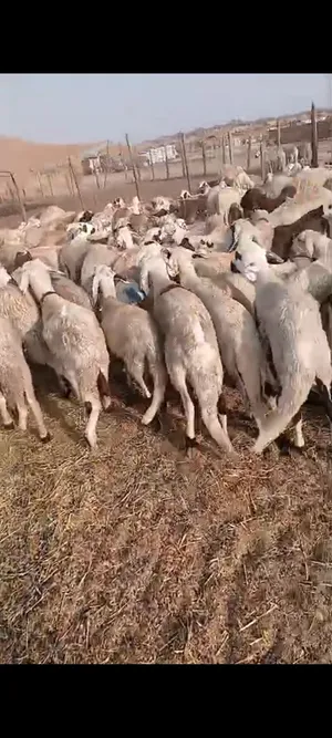 طليان حمري و دمازين وتبوس ورفيدي برابر