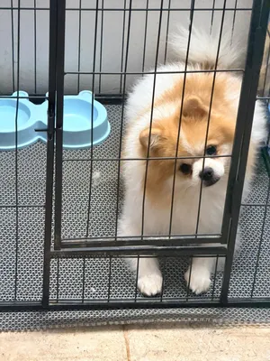 Pomeranian pure