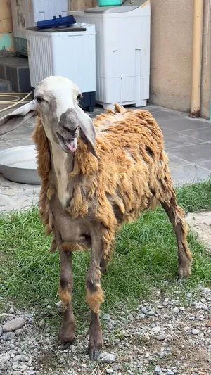 كباشة للبيع
