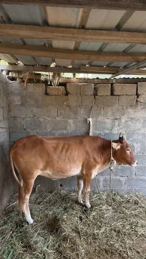 بقرة عشار للبيع