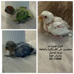 Baby Lovebirds فروخ لفبيرد