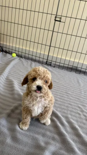 جراء توي بودل للبيع Toy Poodle
