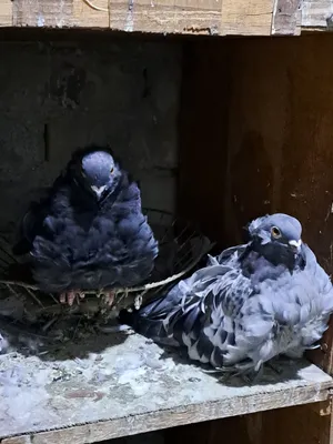 سنتلايت كحالي كشكي شوف الوصف مهم