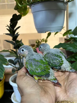 Green cheek conure chicks