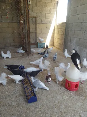 حمام للبيع
