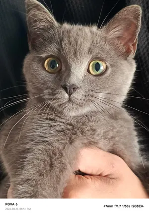شبيهه للبريطاني