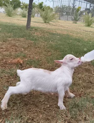 pqme baby goats for sale
