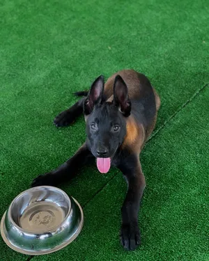 Belgian malinois puppies