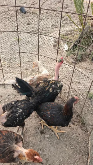 مطلوب دجاج عرب ابو رگيبة