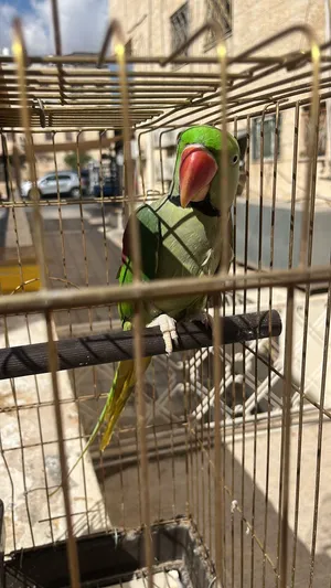 ببغاء ذكر كساندرا نص اليف بيبلطم حكي جاهز للتزواج سعر عرض خارق عالطيرة مباشر العرض لمدة 24 ساعة