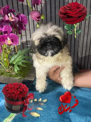 Shitzu playfull and healthy