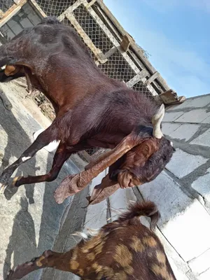 فحل افغاني للبيع اقره الوصف