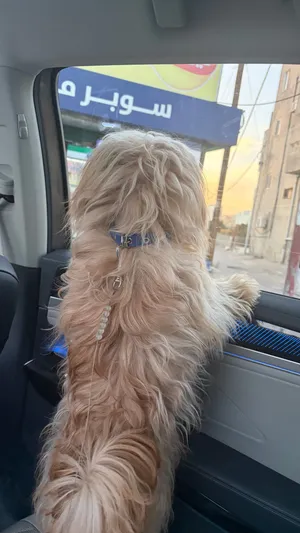 جرو مالتيبو  للبيع
