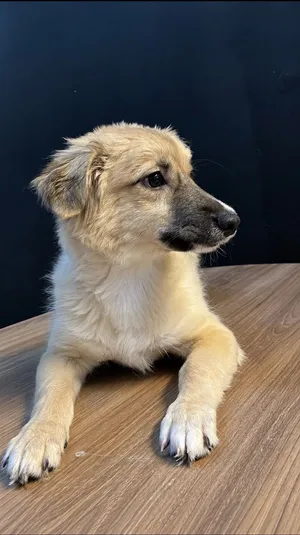 Pomeranian × Jack Russell Puppy بوميرانيان × جاك راسل