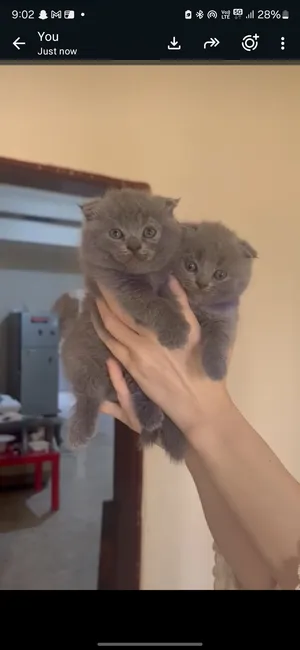 scottish fold kittens