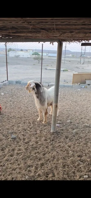 تيس رحبي فحل طيب