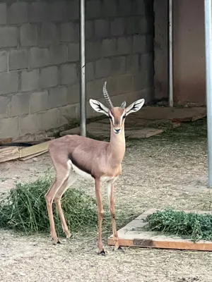 الغزال العربي الديماني