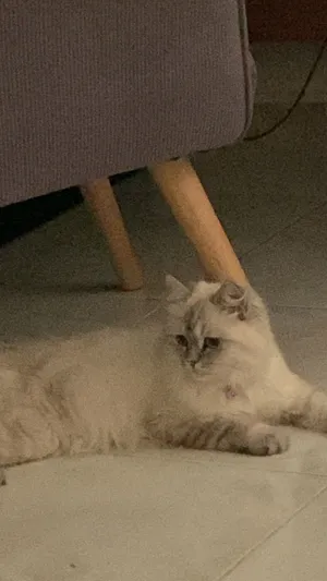 قطة انثى للبيع