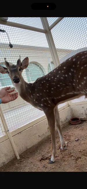 غزال axis deer