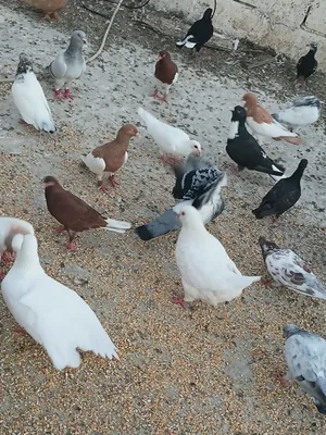 حمام للبيع