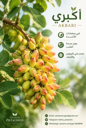 الفستق الاکبری (فاخرطویل ـطازج جدا)