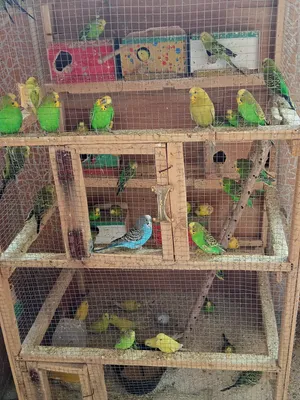 طيور الحب (بادجي)