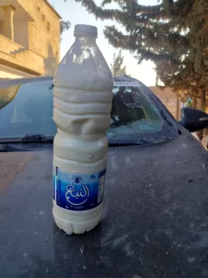 ماعز حليب ماشاء الله