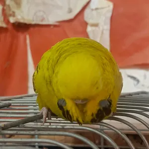 انثى حب انقليزي جانبو محجله بصلاه على النبي على الفحل مباشره على الواقع اجمل